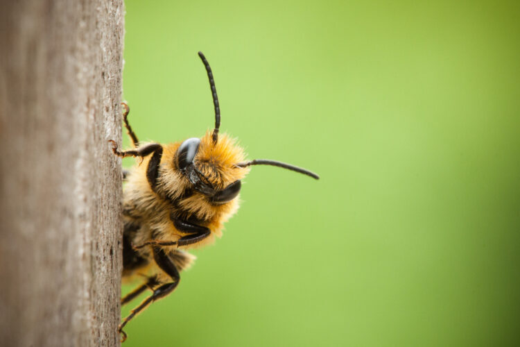How to Attract Bees and Other Native Pollinators With a Foraging Habitat